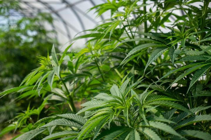 Magasin de produits à base de CBD en Corrèze