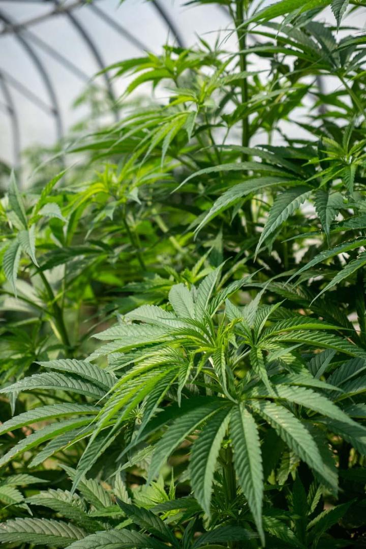 Magasin de produits à base de CBD en Corrèze