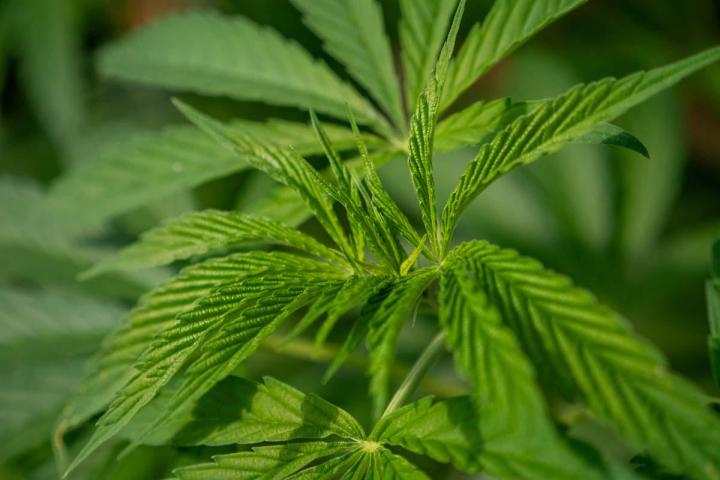 Magasin de produits à base de CBD en Corrèze