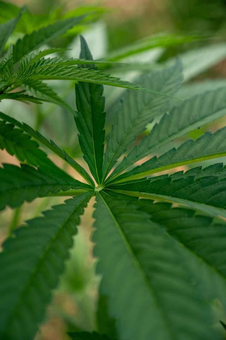 Magasin de produits à base de CBD en Corrèze