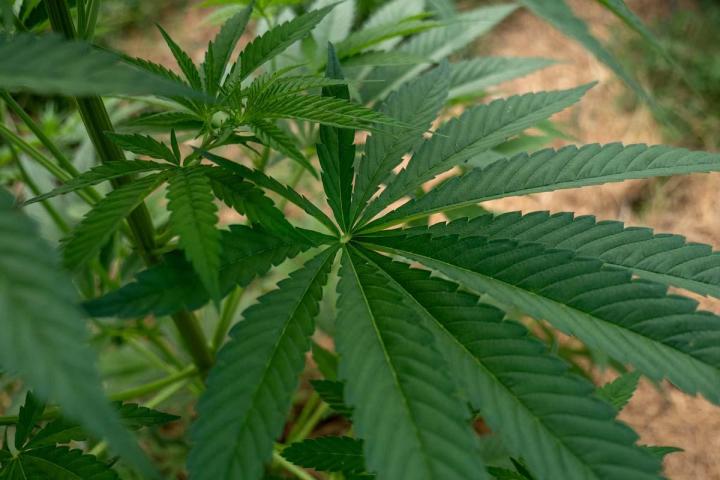 Magasin de produits à base de CBD en Corrèze