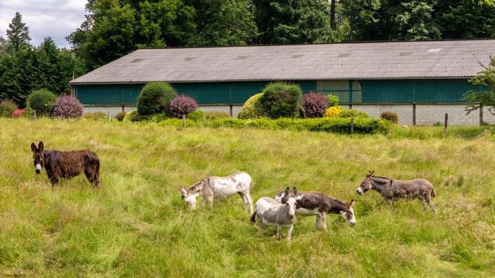 Balade à dos d'âne en pleine nature