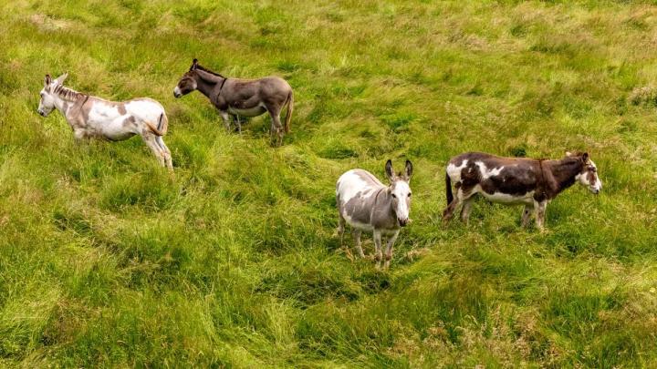 Balade à dos d'âne en pleine nature