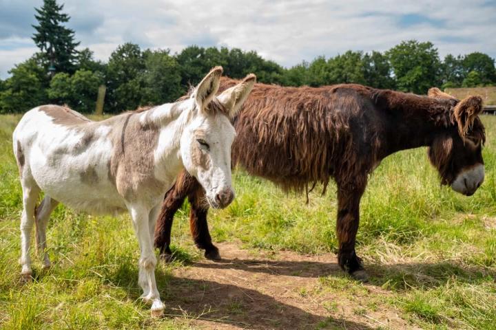 Balade à dos d'âne en pleine nature